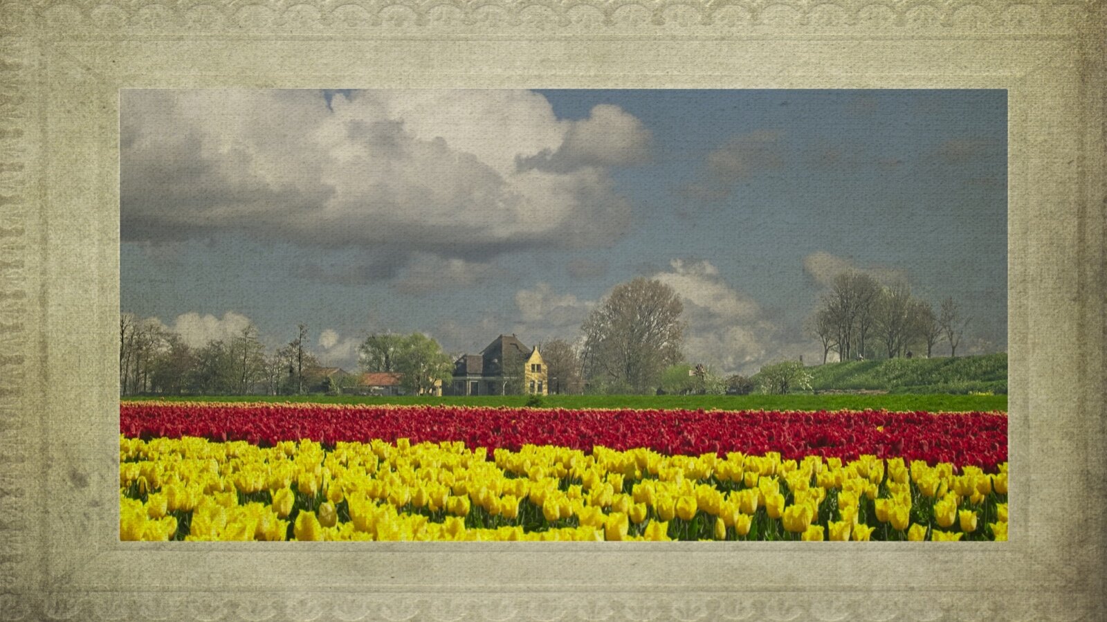 20190421 Zuiderdijk Tulpen 0006 min