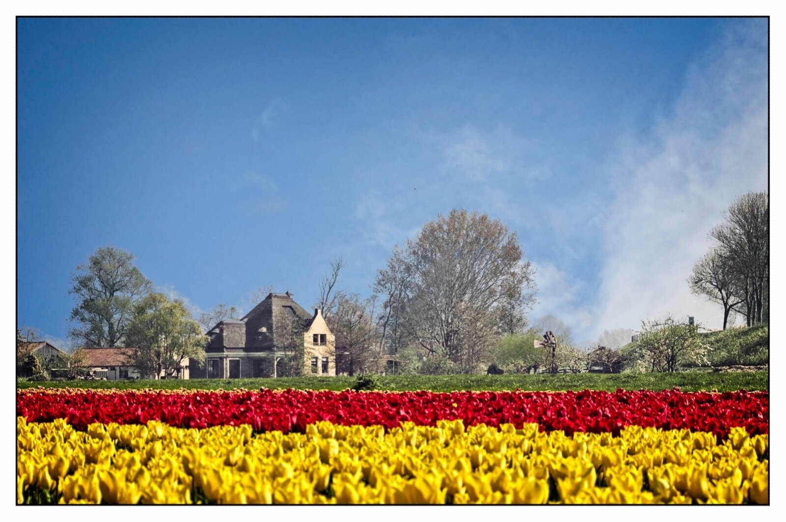 20190421 Zuiderdijk Tulpen 0008 ON1 min 2