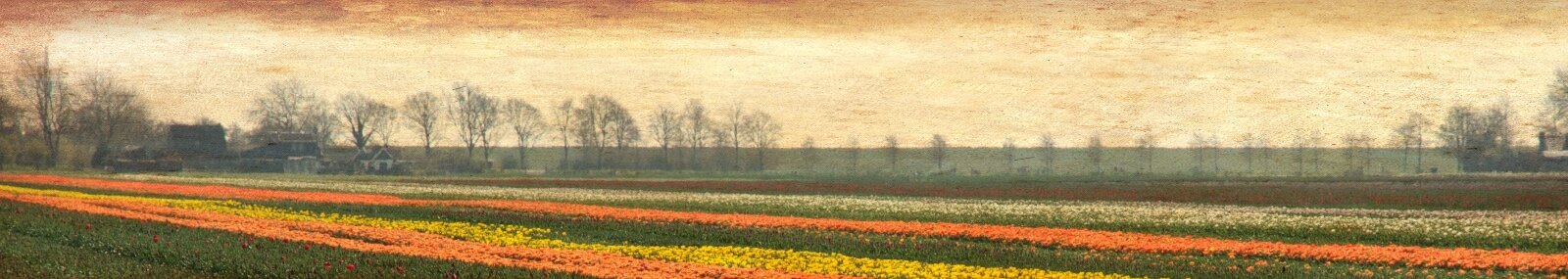 Bollenveld bij Oosterleek